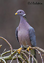 Columba fasciata